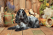 DOG 09 NR0084 01
English Cocker Spaniel Laying On Wood Floor By Dried Flowers And Woodpile