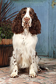DOG 09 NR0085 01
English Springer Spaniel Sitting On Brick By Plants