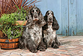 DOG 09 NR0087 01
Two English Cocker Spaniels Sitting On Brick By Plants