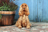 DOG 09 NR0088 01
English Cocker Spaniel Sitting On Brick By Plants