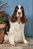 DOG 09 NR0089 01
English Springer Spaniel Sitting On Brick By Plants
