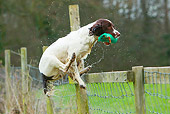 DOG 09 NR0090 01
English Springer Spaniel Jumping Over Fence With Bumper