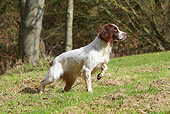 DOG 09 NR0092 01
English Springer Spaniel Standing Alert On Grass