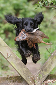 DOG 09 NR0093 01
English Cocker Spaniel Retrieving Pheasant