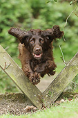 DOG 09 NR0094 01
English Cocker Spaniel Jumping Through Wooden Fence