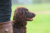 DOG 09 NR0098 01
Close-Up Of English Cocker Spaniel Sitting By Owner