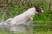 DOG 09 NR0099 01
English Springer Spaniel Splashing Through Water