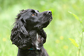 DOG 09 NR0103 01
Head Shot Of English Cocker Spaniel Looking Up