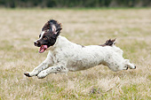 DOG 09 NR0106 01
English Springer Spaniel Running Through Field