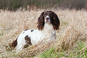 DOG 09 NR0107 01
English Springer Spaniel Standing In Dry Grass