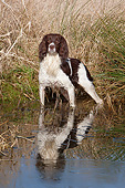 DOG 09 NR0108 01
English Springer Spaniel Standing At Edge Of Pond
