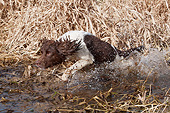 DOG 09 NR0110 01
English Springer Spaniel Splashing Through Pond