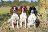 DOG 09 NR0111 01
Three English Springer Spaniels Sitting On Grass