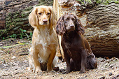 DOG 09 NR0112 01
Two English Cocker Spaniels Sitting On Sand