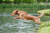 DOG 09 NR0113 01
English Cocker Spaniel Jumping Into Lake