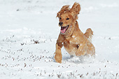 DOG 09 NR0114 01
English Cocker Spaniel Running Through Snow