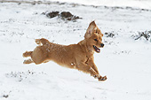 DOG 09 NR0115 01
English Cocker Spaniel Running Through Snow