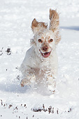 DOG 09 NR0116 01
English Cocker Spaniel Running Through Snow