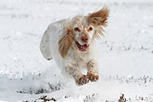 DOG 09 NR0117 01
English Cocker Spaniel Running Through Snow