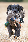 DOG 09 NR0118 01
Portrait Of English Cocker Spaniel Retrieving Game