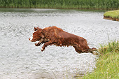 DOG 09 NR0119 01
English Cocker Spaniel Jumping Into Lake