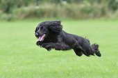 DOG 09 NR0120 01
English Cocker Spaniel Running On Grass