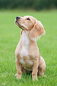 DOG 09 NR0121 01
Portrait Of English Cocker Spaniel Sitting On Grass