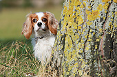 DOG 09 NR0122 01
Cavalier King Charles Spaniel Sitting On Grass By Tree