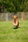 DOG 09 PE0003 01
English Cocker Spaniel Running Through Grass