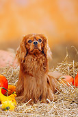 DOG 09 PE0007 01
Cavalier King Charles Spaniel Sitting In Hay By Pumpkins And Gourds
