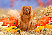 DOG 09 PE0008 01
Cavalier King Charles Spaniel Sitting In Hay By Pumpkins And Gourds