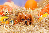 DOG 09 PE0009 01
Cavalier King Charles Spaniel Buried In Hay By Pumpkins And Gourds