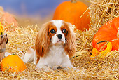 DOG 09 PE0010 01
Cavalier King Charles Spaniel Laying In Hay By Pumpkins And Gourds