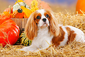 DOG 09 PE0011 01
Cavalier King Charles Spaniel Laying In Hay By Pumpkins And Gourds