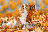 DOG 09 PE0012 01
Cavalier King Charles Spaniels Standing On Stump In Autumn Leaves