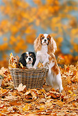 DOG 09 PE0013 01
Cavalier King Charles Spaniels Standing In Basket In Autumn Leaves