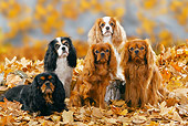 DOG 09 PE0015 01
Cavalier King Charles Spaniels Sitting In Autumn Leaves