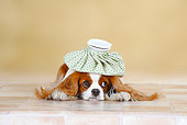 DOG 09 PE0017 01
Cavalier King Charles Spaniel Laying On Tile With Ice Pack On Head
