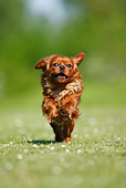 DOG 09 PE0018 01
Cavalier King Charles Spaniel Running Through Grass Field