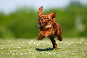 DOG 09 PE0019 01
Cavalier King Charles Spaniel Running Through Grass Field