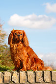 DOG 09 PE0020 01
Cavalier King Charles Spaniel Sitting On Brick Wall