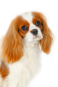 DOG 09 PE0022 01
Head Shot Of Cavalier King Charles Spaniel