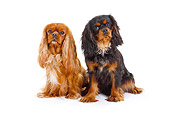 DOG 09 PE0024 01
Two Cavalier King Charles Spaniels Sitting On White Seamless
