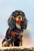 DOG 09 PE0028 01
Cavalier King Charles Spaniel Sitting On Rug