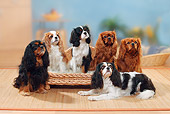 DOG 09 PE0029 01
Black And Tan, Ruby, Tricolor And Blenheim Cavalier King Charles Spaniels Sitting On Woven Mat