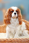DOG 09 PE0030 01
Cavalier King Charles Spaniel Sitting In Wicker Dog Bed