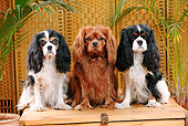 DOG 09 PE0031 01
Three Cavalier King Charles Spaniels Sitting On Wooden Bench