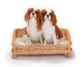 DOG 09 PE0033 01
Two Cavalier King Charles Spaniels Sitting In Dog Bed On White Seamless