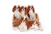 DOG 09 PE0034 01
Four Cavalier King Charles Spaniels Sitting In Dog Bed On White Seamless