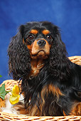 DOG 09 PE0035 01
Cavalier King Charles Spaniel Sitting In Dog Bed In Blue Studio